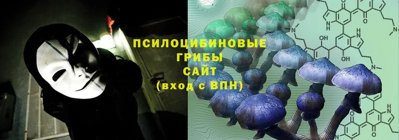 Галлюциногенные грибы Cubensis  где найти   Апатиты 